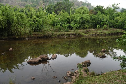 Reflections of the greenery in the water